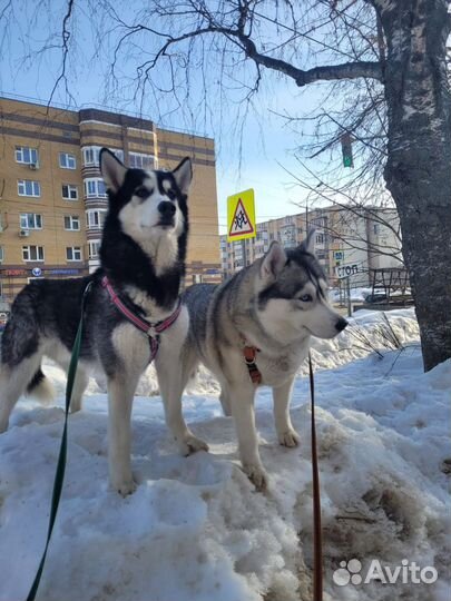 Выгулять собаку