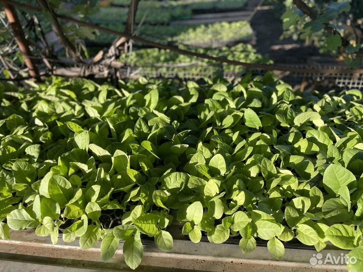 Рассада табака