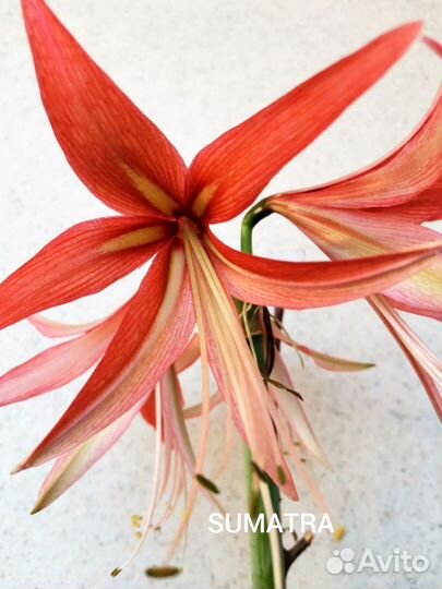 Гиппеаструм. Гибридные сеянцы