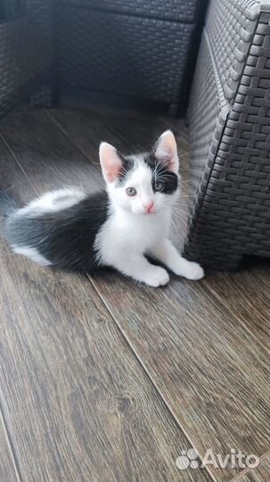 Котенок мальчик в добрые руки