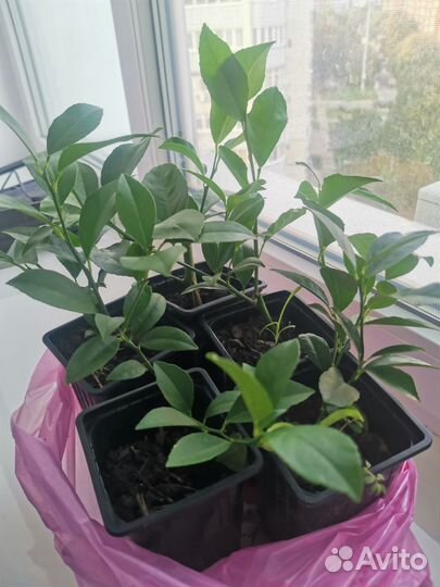 Лимон мейера и пандероза