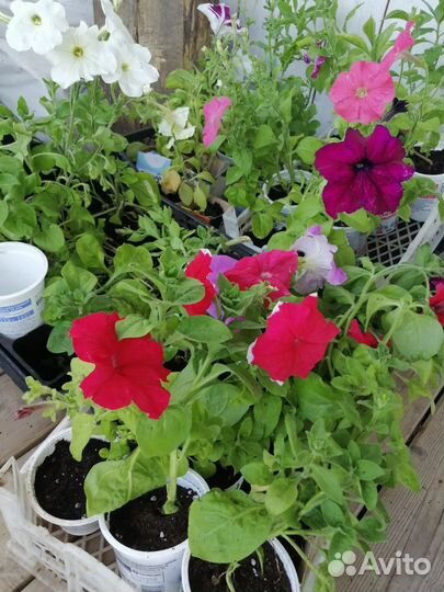 Петуния, бархатцы, лобелия, львиный зев