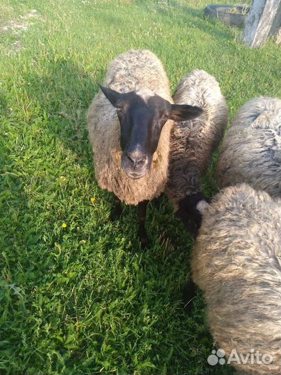 Овцы бараны