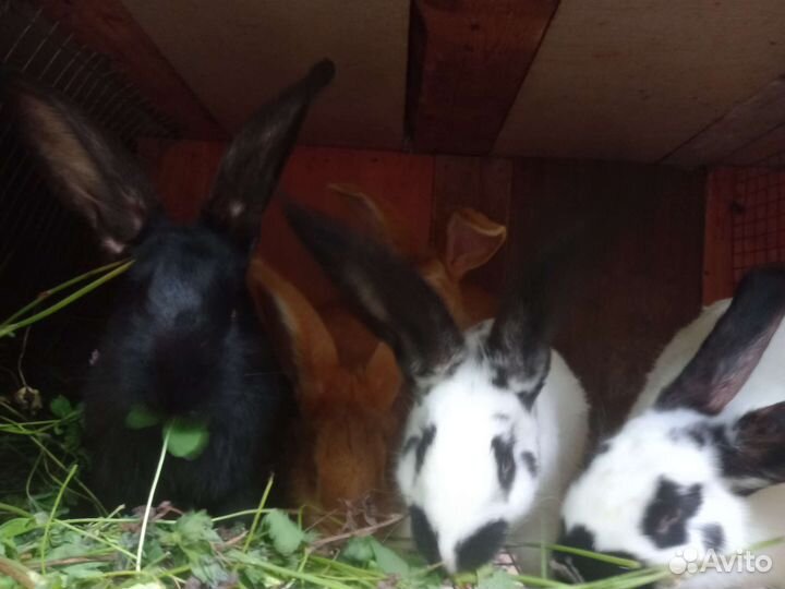 Самцы и самки