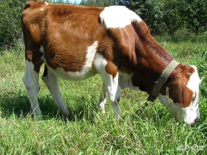 Козы телочки корова