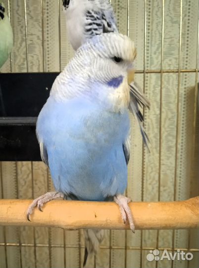 Волнистые попугаи