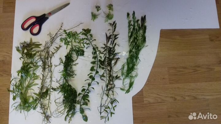 Живые растения разные набором в аквариум