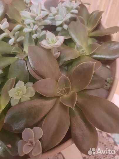 Суккуленты