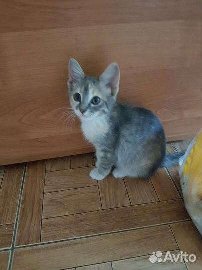 Мила из приюта