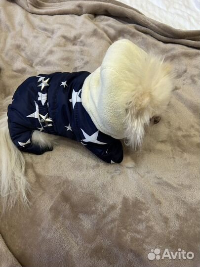 Зимний комбинезон для маленьких собак