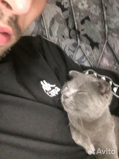 Домашнее животное