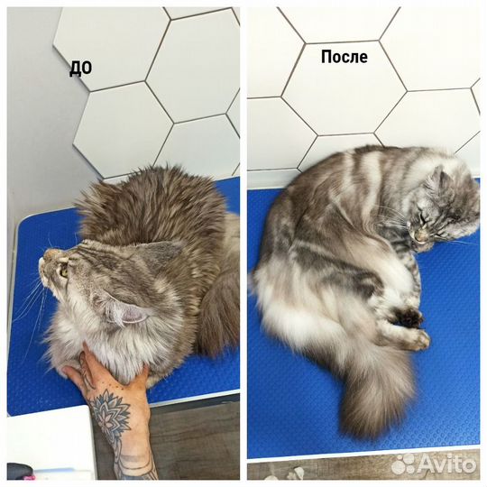Стрижка кошек, полный уход Звездная, Пулково