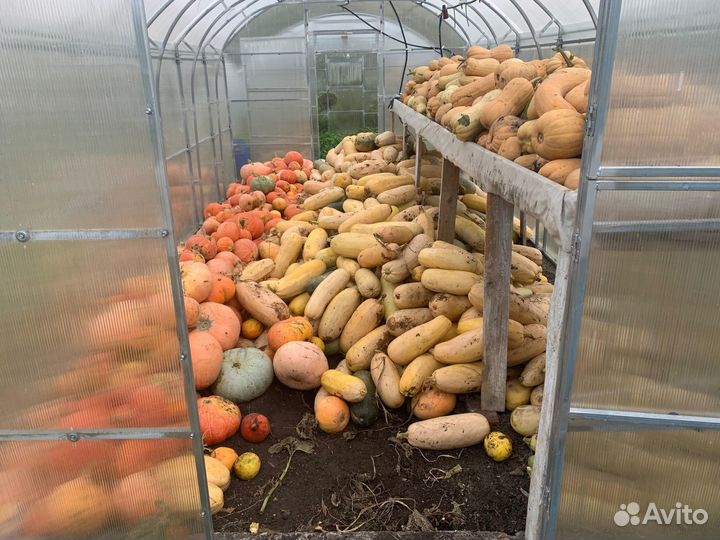 Тыква и кабачки