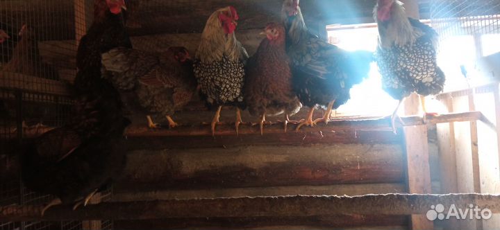 Продам петухов