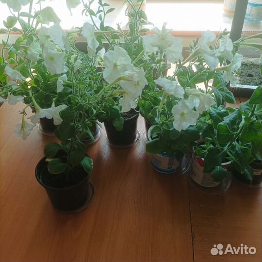 Петуния многоцветковая