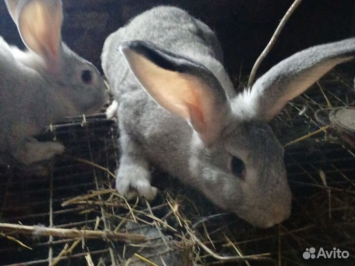 Самцы,самки породы 