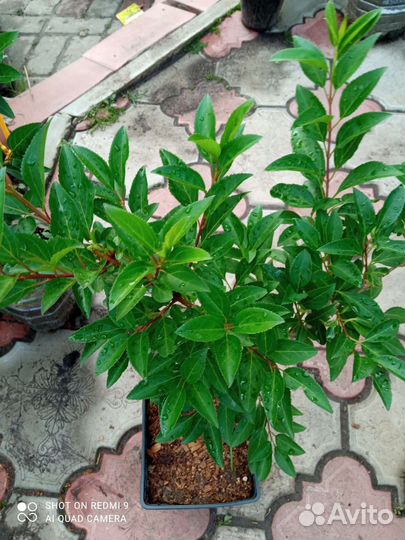 Редкие растения для сада