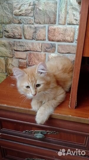 Кошка в дар бесплатно