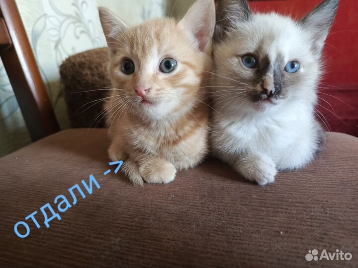 Котята в добрые руки