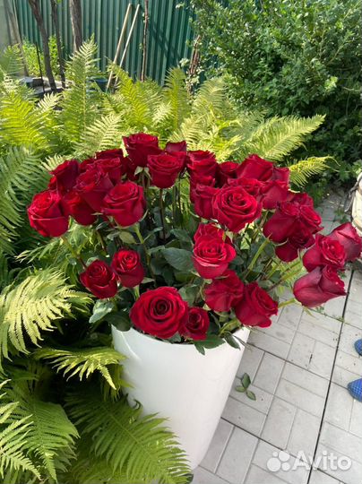 Высокие розы для украшения в саду