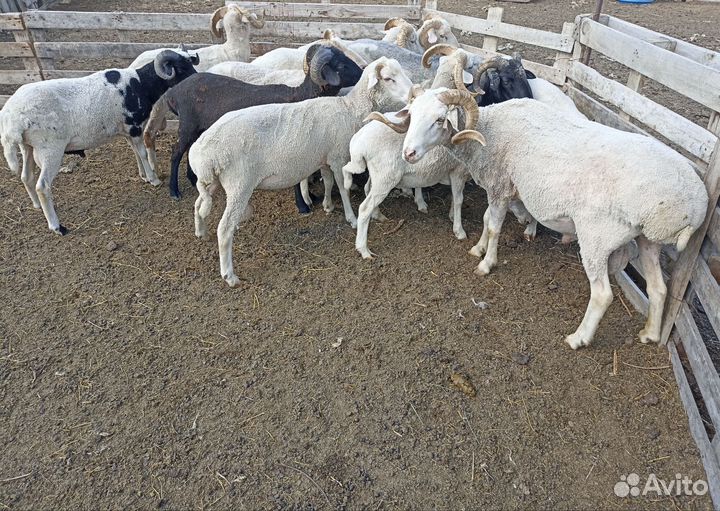 Бараны, овцы