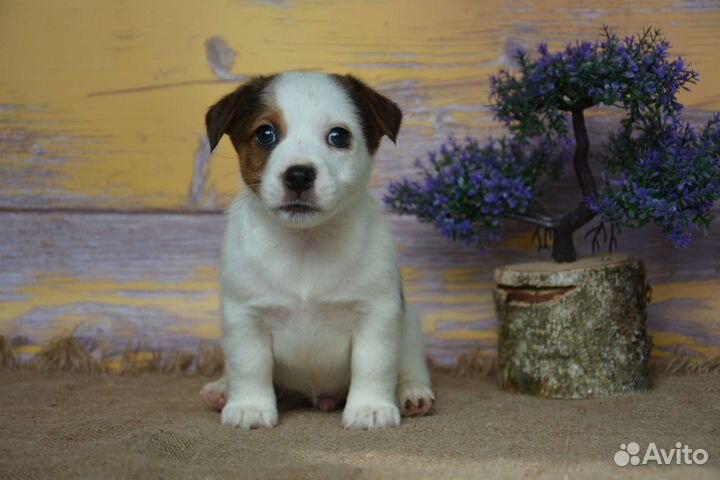 Красивый щенок, документы РКФ