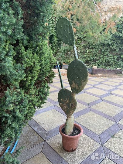 Опунция - род растений семейства Кактусовые