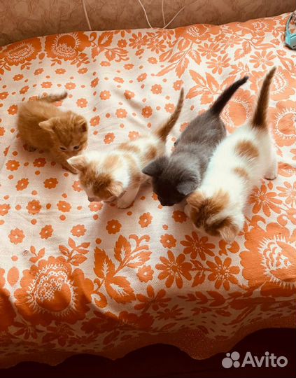 Котята отдам бесплатно