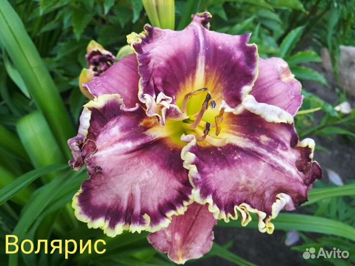 Лилейники Коллекционные