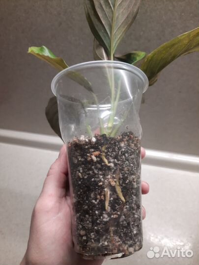 Аглаонема вариегатная khan hmak ред стик