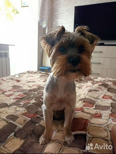 Йоркширский терьер стандарт