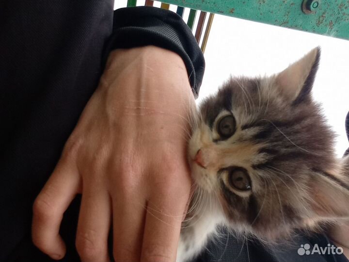 Кошки в добрые руки