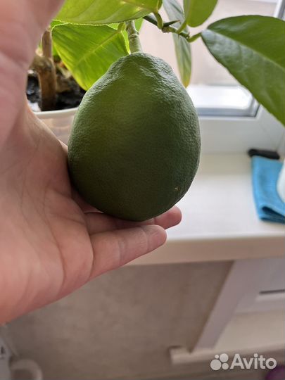 Лимон плодоносящий. Отросток