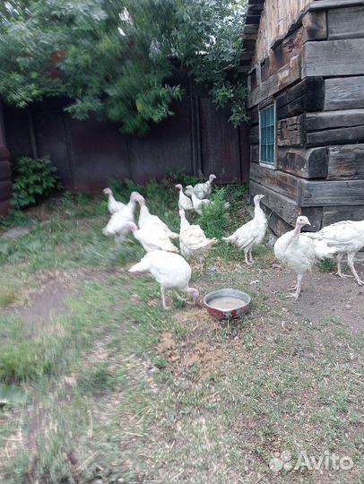 Индюки биг 6