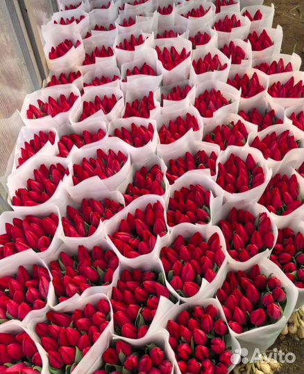 Тюльпаны к 8 марта