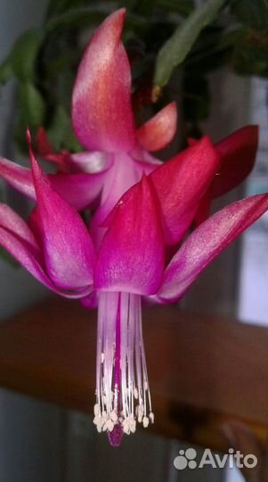 Комнатный цветок.Эпифиллум.Декабрист.Кливия
