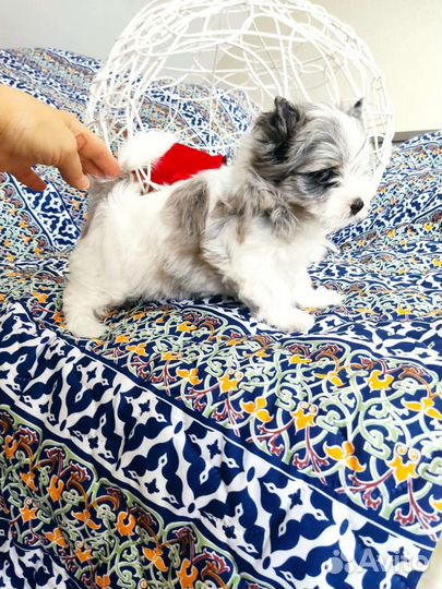 Куколка Барби Бивера блюберри