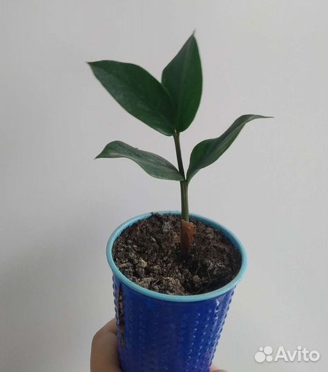 Комнатные растения цветы фикусы, декабристы, хойя