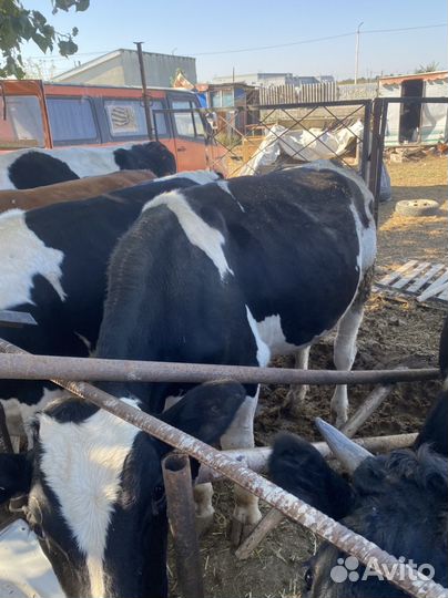 Продам быков