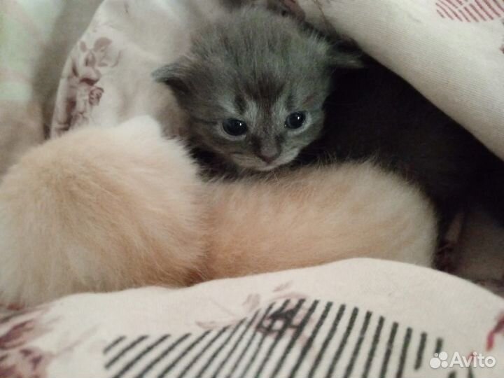 Вислоухие котята в добрые руки