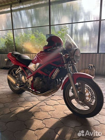 Suzuki bandit