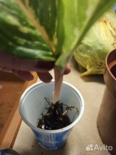 Аглаонема батерфляй