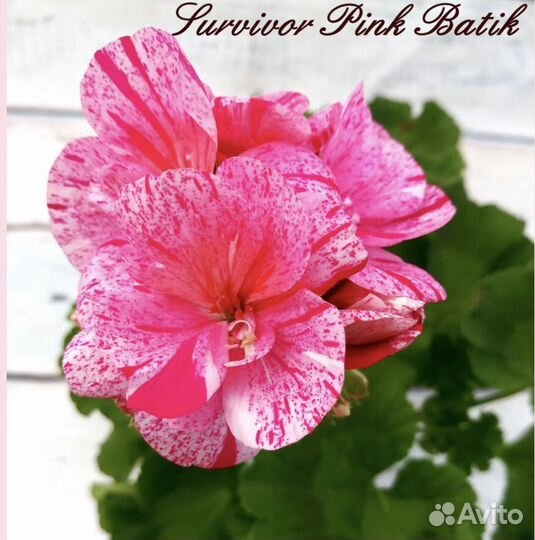 Пеларгония Survivor pink batik