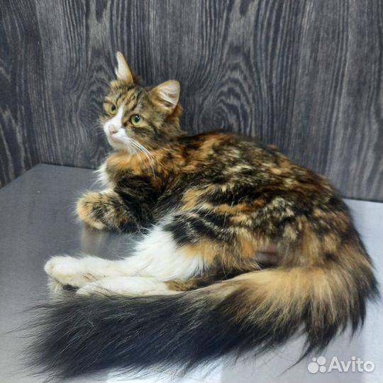 Кошечка в добрые руки