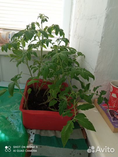 Рассада томатов