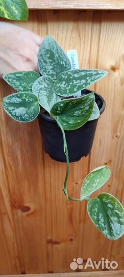 Сциндапсус Сильвер Энн