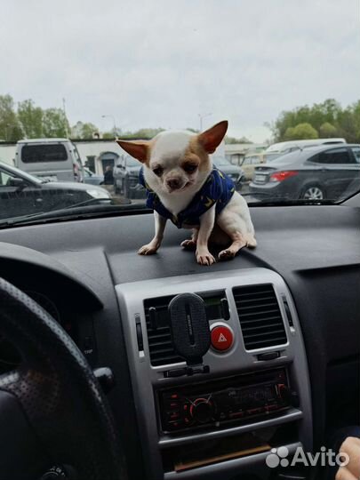 Чихуахуа mini вязка