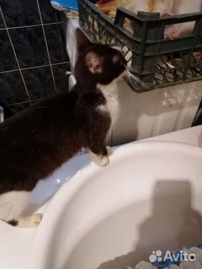 Кошек отдам