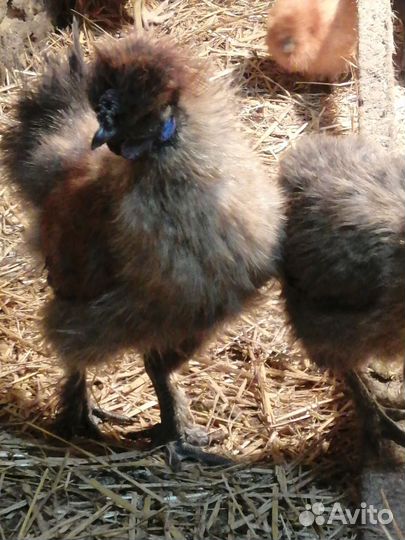 Петушки Брама, кш и