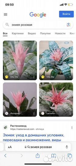 Эхмея, цветы комнатный растения